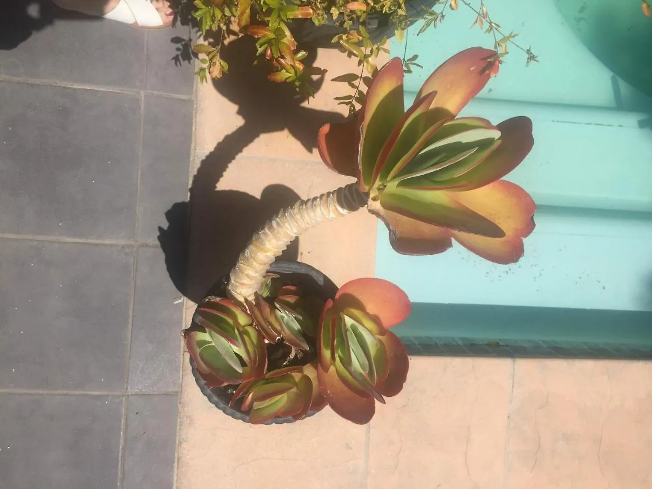 Little Scotia Hotel Cape Town
